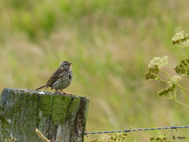 Wiesenpieper