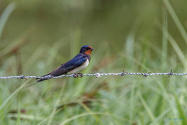 Rauchschwalbe