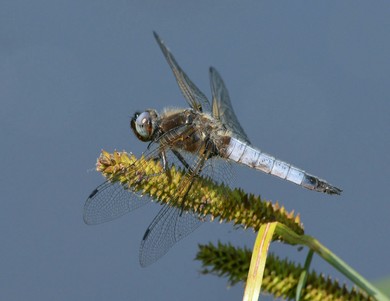 Spitzfleck