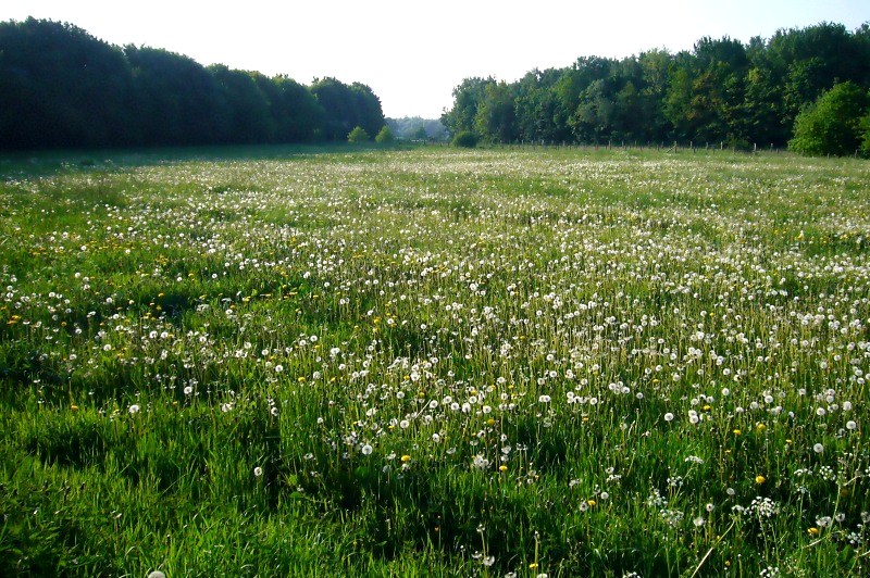 Wiesengrund bei Gut Königsmühle